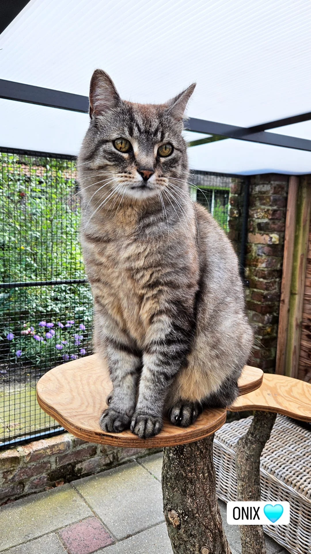 Kattenpension Merlène