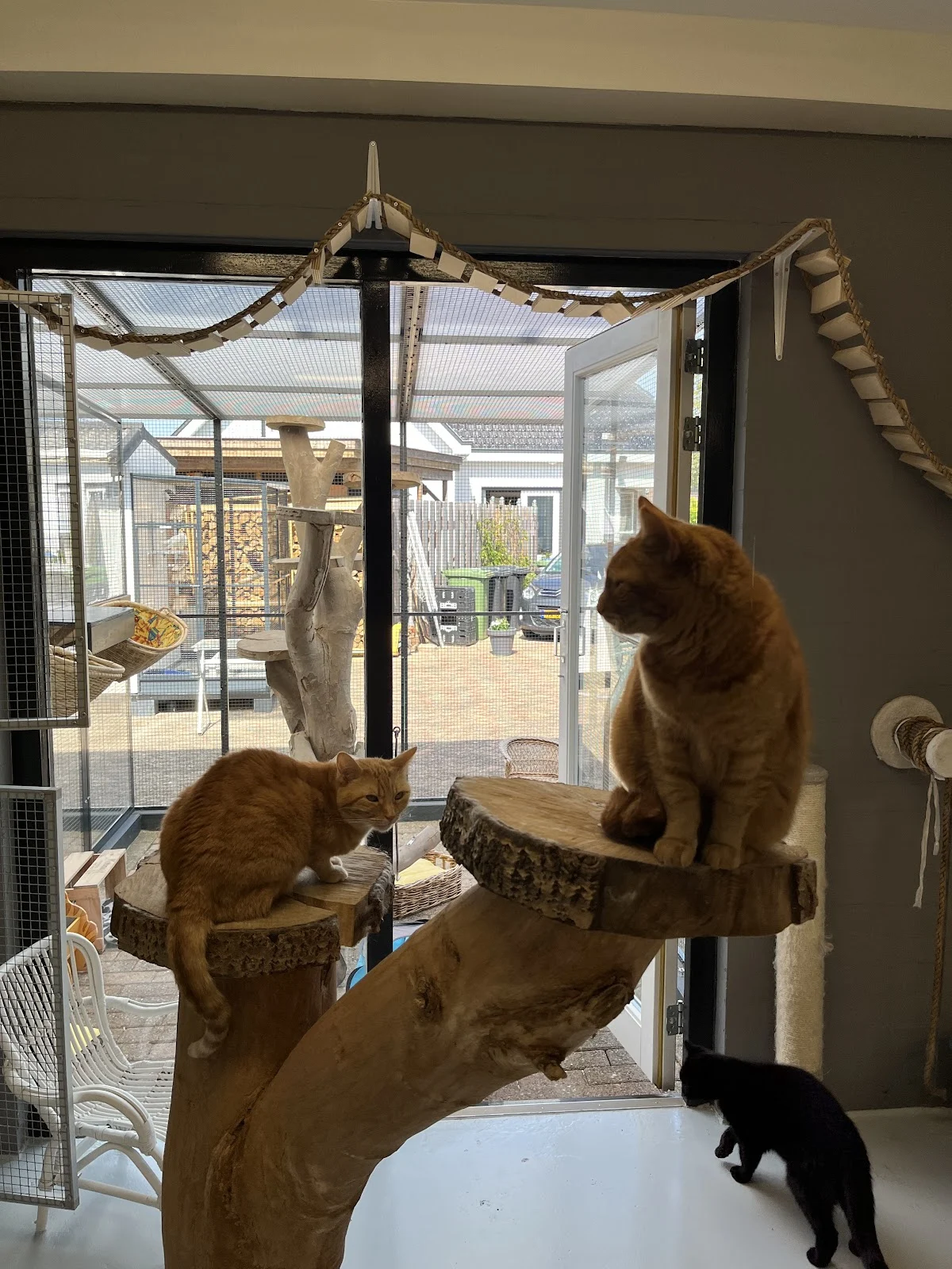 Kattenpension Poeslief