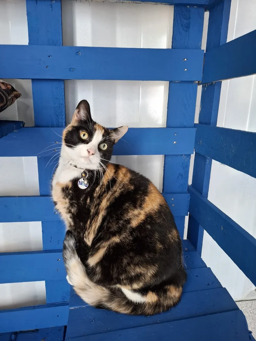 Kattenpension van Blyendael