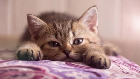 Kattenshop-online