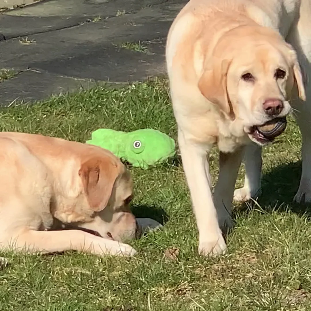 Kiki’s Hondenhotel voor honden vanaf 6 jaar in Leusden - 3