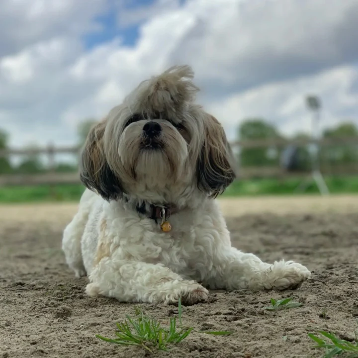 Kiki’s Hondenhotel voor honden vanaf 6 jaar in Leusden - 4