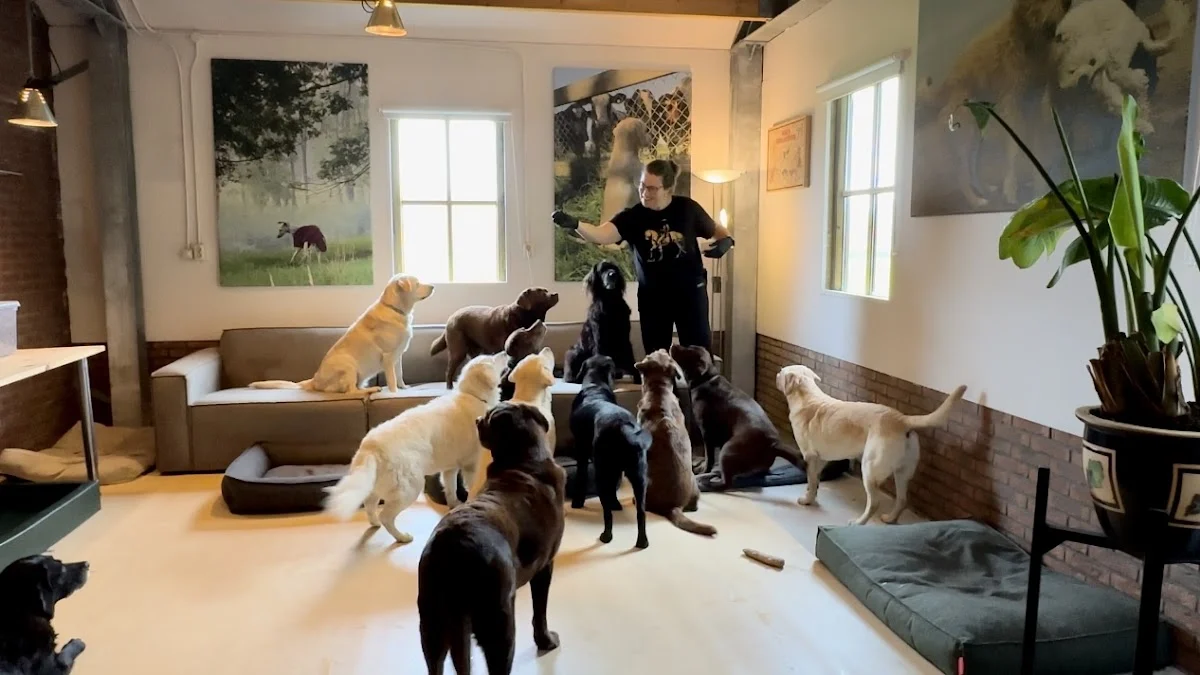 Kiki’s Hondenhotel voor honden vanaf 6 jaar in Leusden
