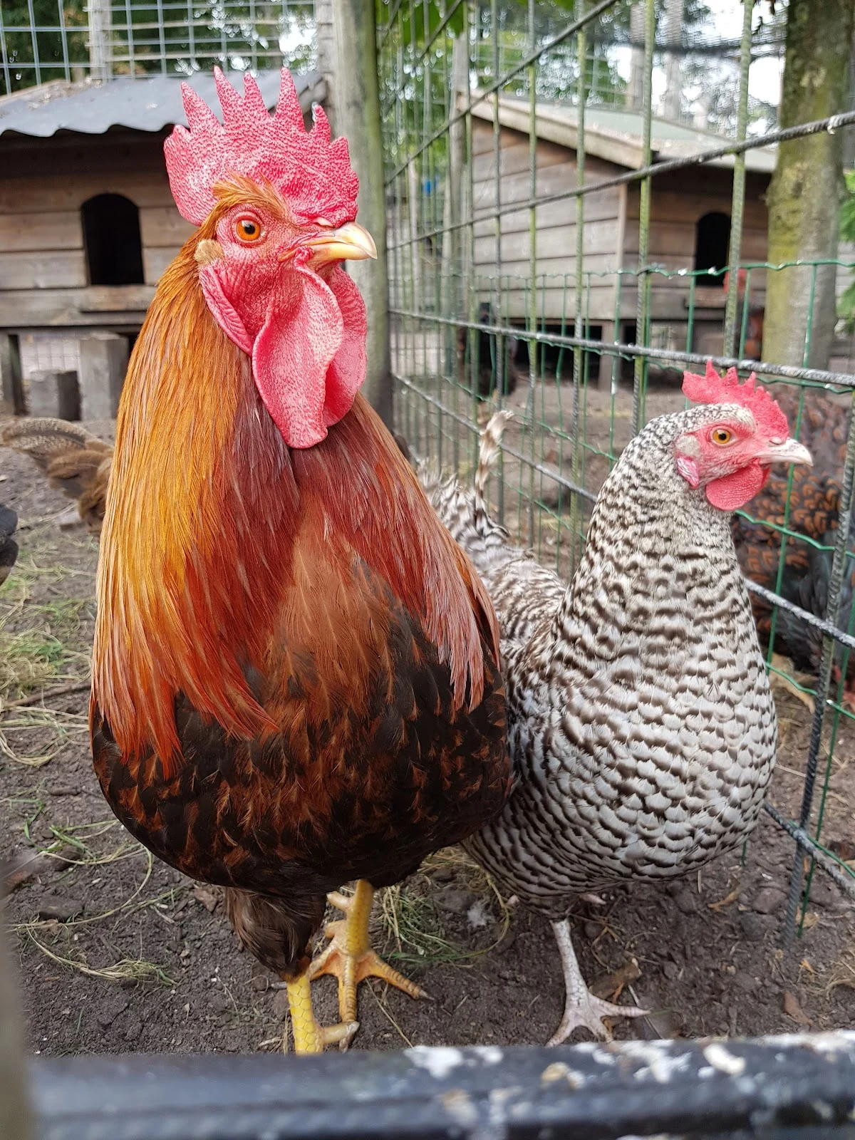 Kinderboerderij Samenzóo