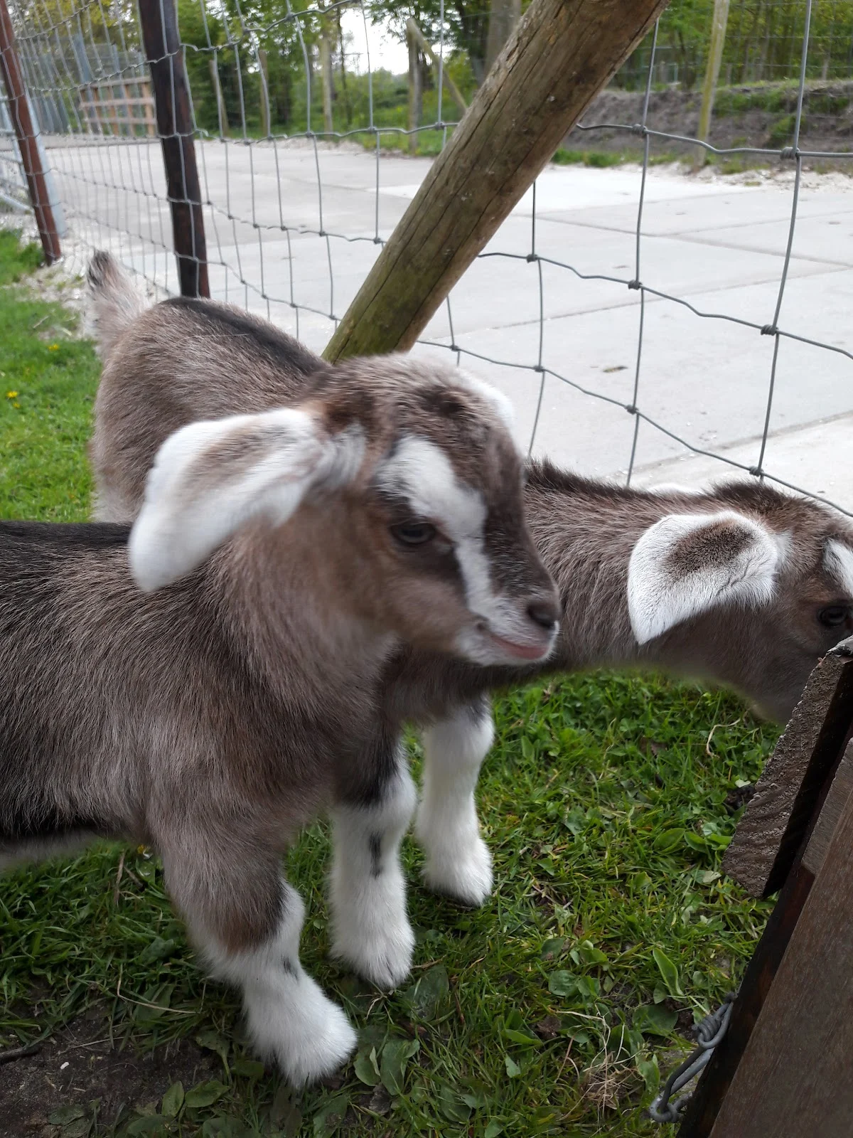 Kinderboerderij Voorschoten