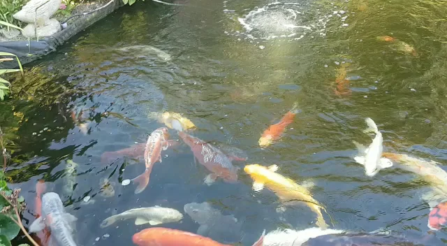 Koi Pleasure - 3