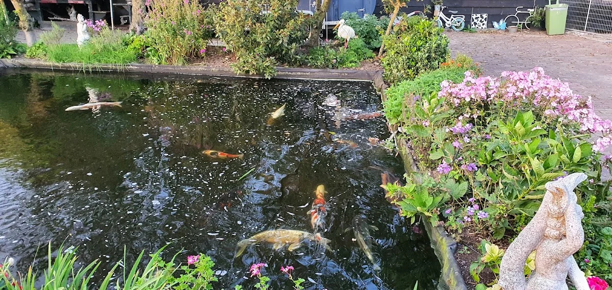 Koi Pleasure