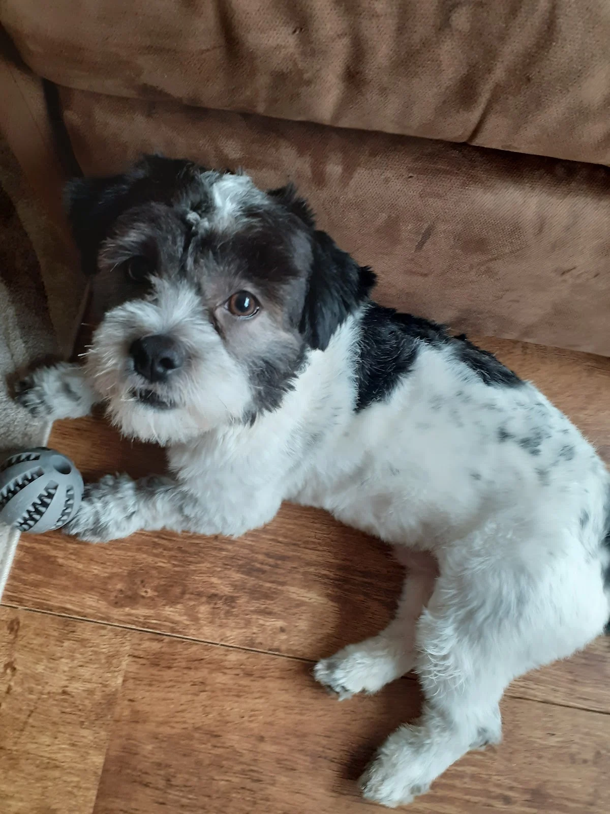 Kwispel enzo, voor de beste honden! Binnenkort weer geopend! - 2