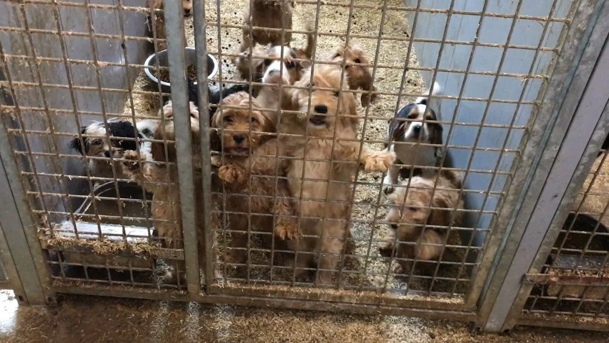 Kwispel enzo, voor de beste honden! Binnenkort weer geopend!