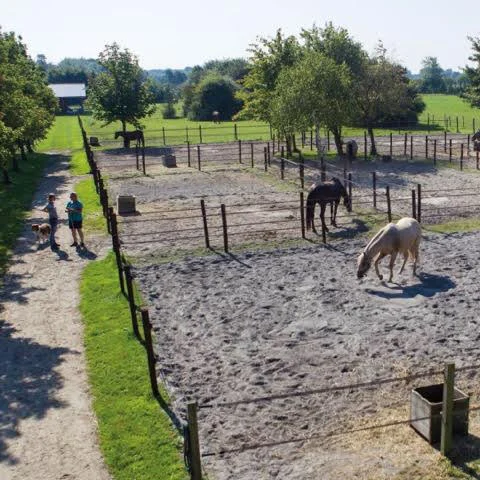 Lelymare Horses