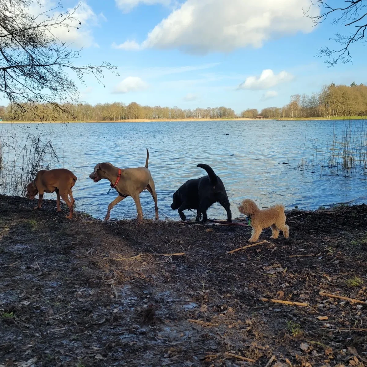 Let's go walk! Hondenschool