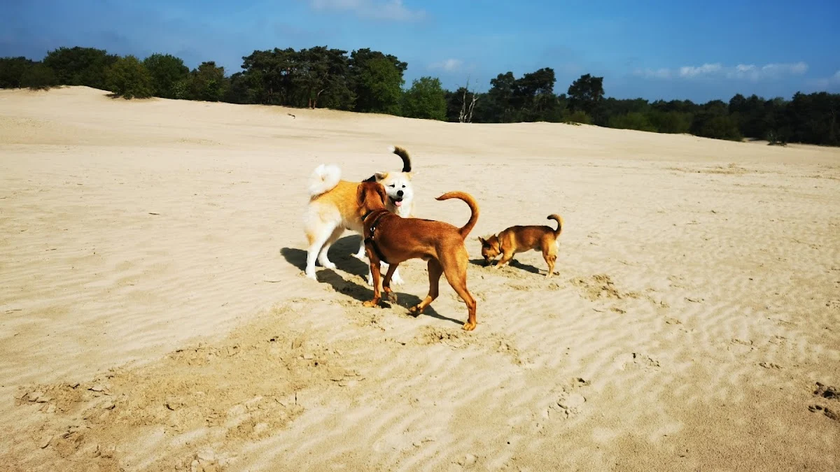 LIFE IS DOGELICIOUS - 2