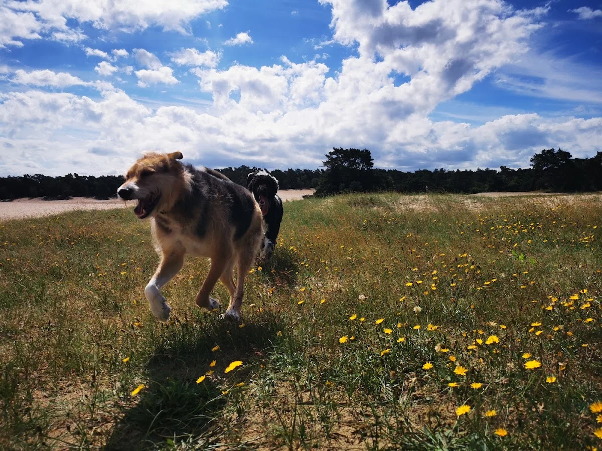 LIFE IS DOGELICIOUS
