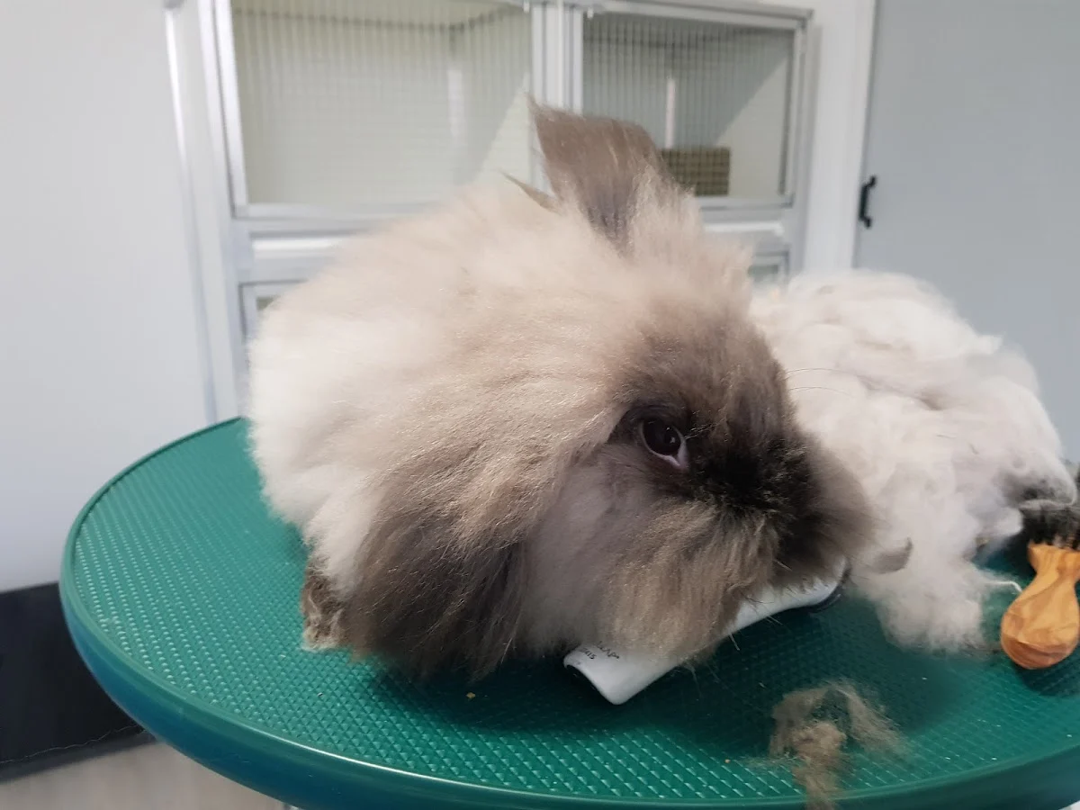 Little Pets Service/Vakantie oppas aan huis: konijnen, katten, knaagdieren en bijzondere dieren/Konijnentrimmer/Konijnenhotel - 2