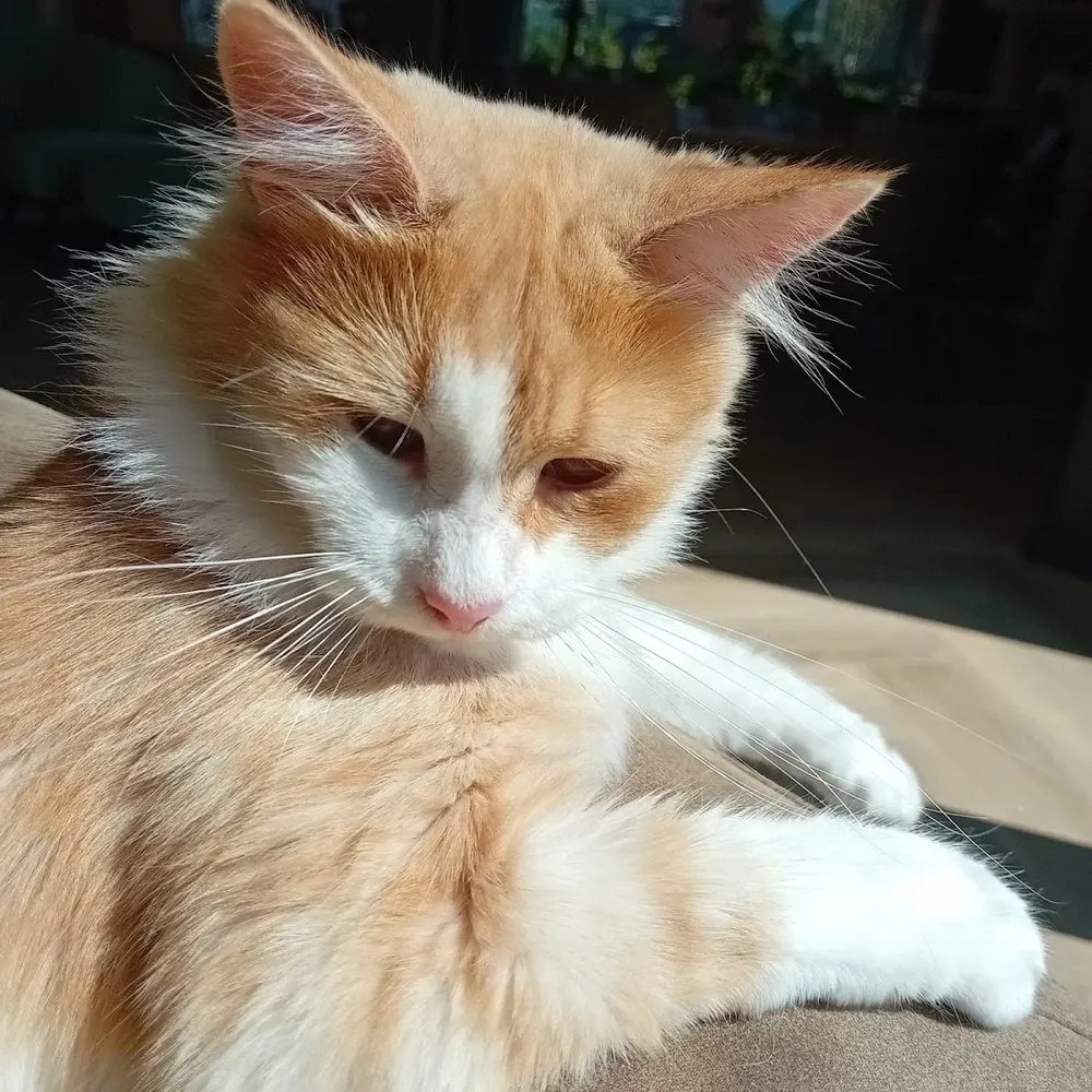 Maine Coon Cattery Red and Silver - 2