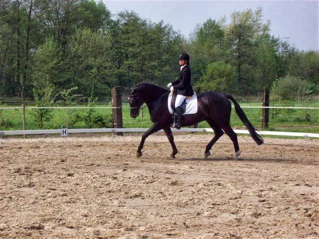 Manege De Gagel - 2