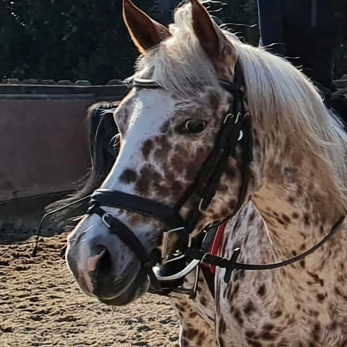 Manege De Gagel