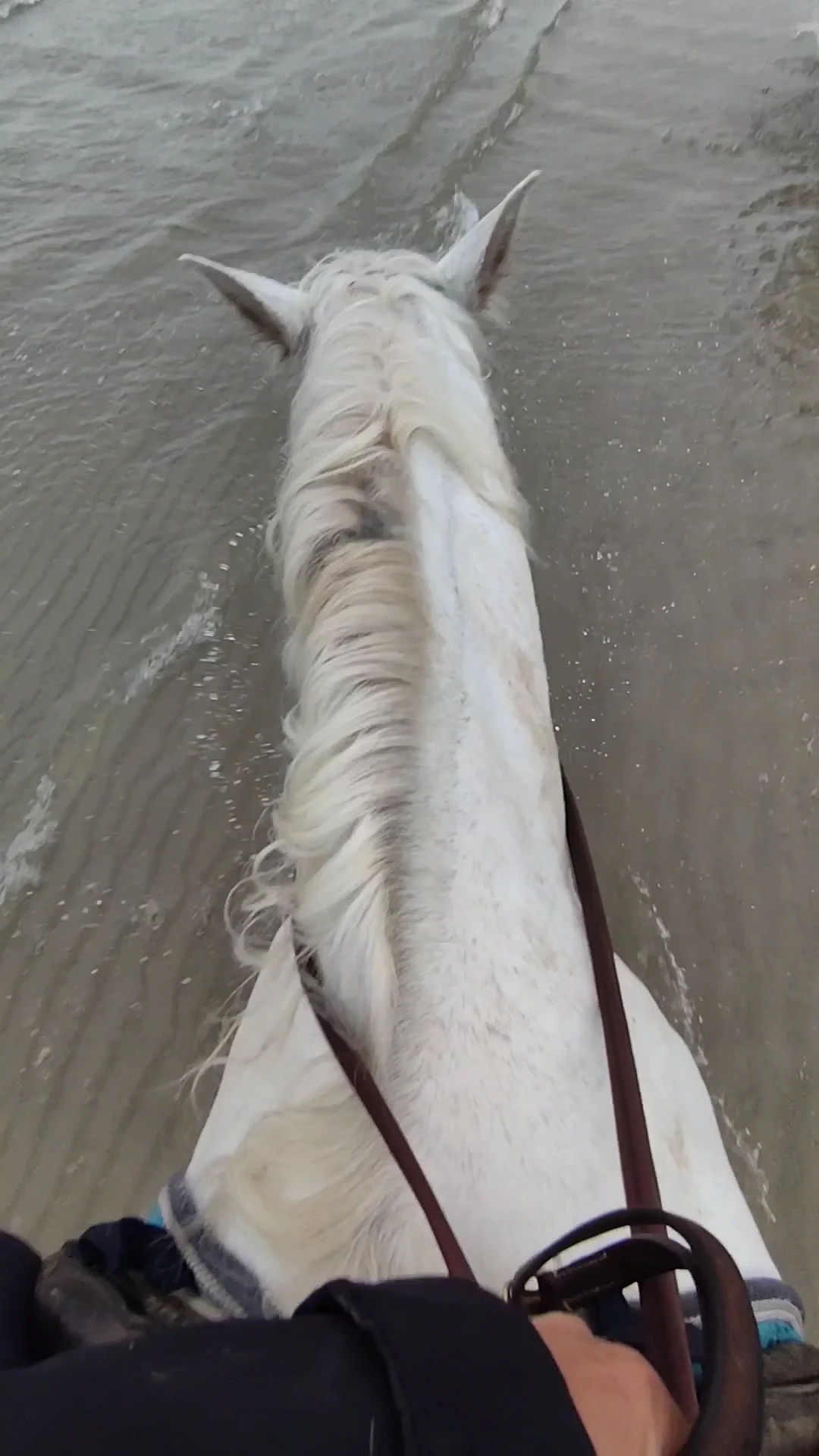 manege Grol - 3