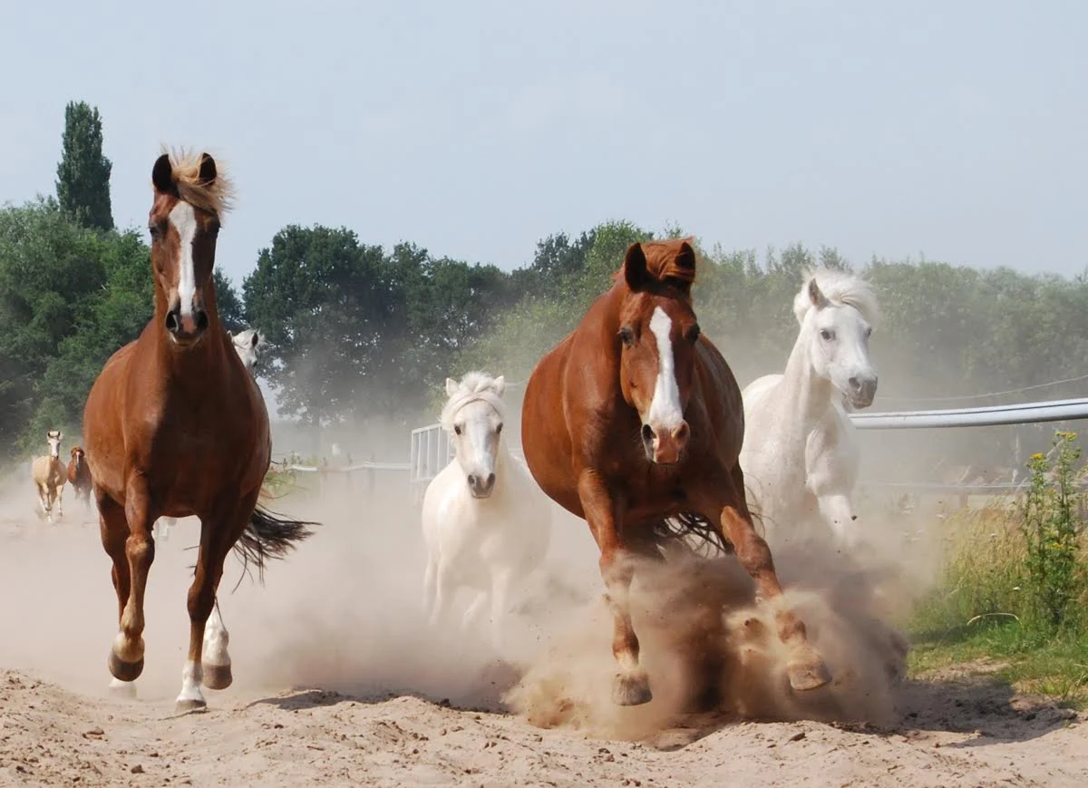 Manege Sonniushof
