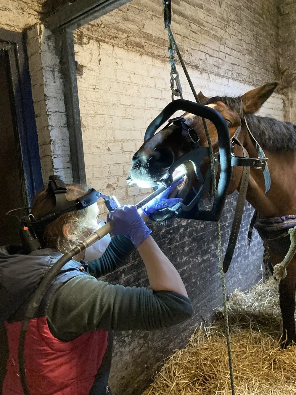 Marilou Dierenarts - 2