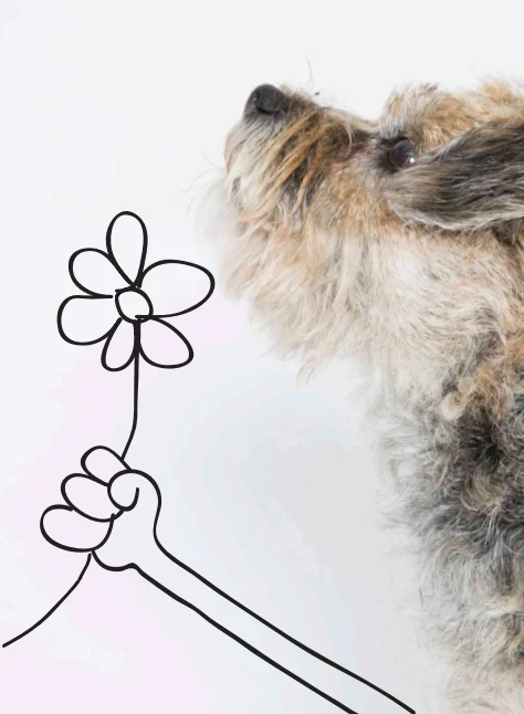 MARKdierenarts Vleuten De Meern | Vaccinatie | Chippen | Gebitscontrole | Sterilisatie & Castratie