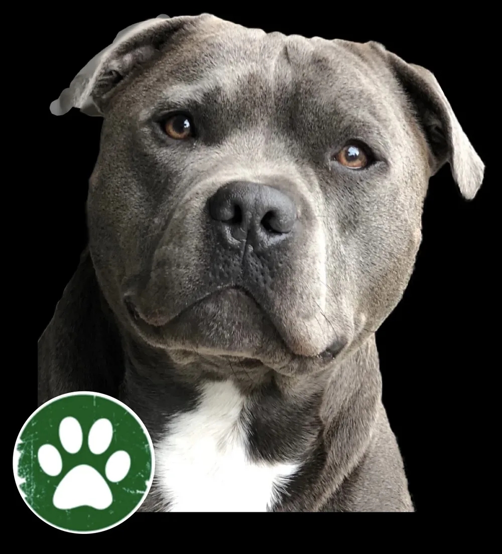 Meat & Treats 4 Dogs - 2