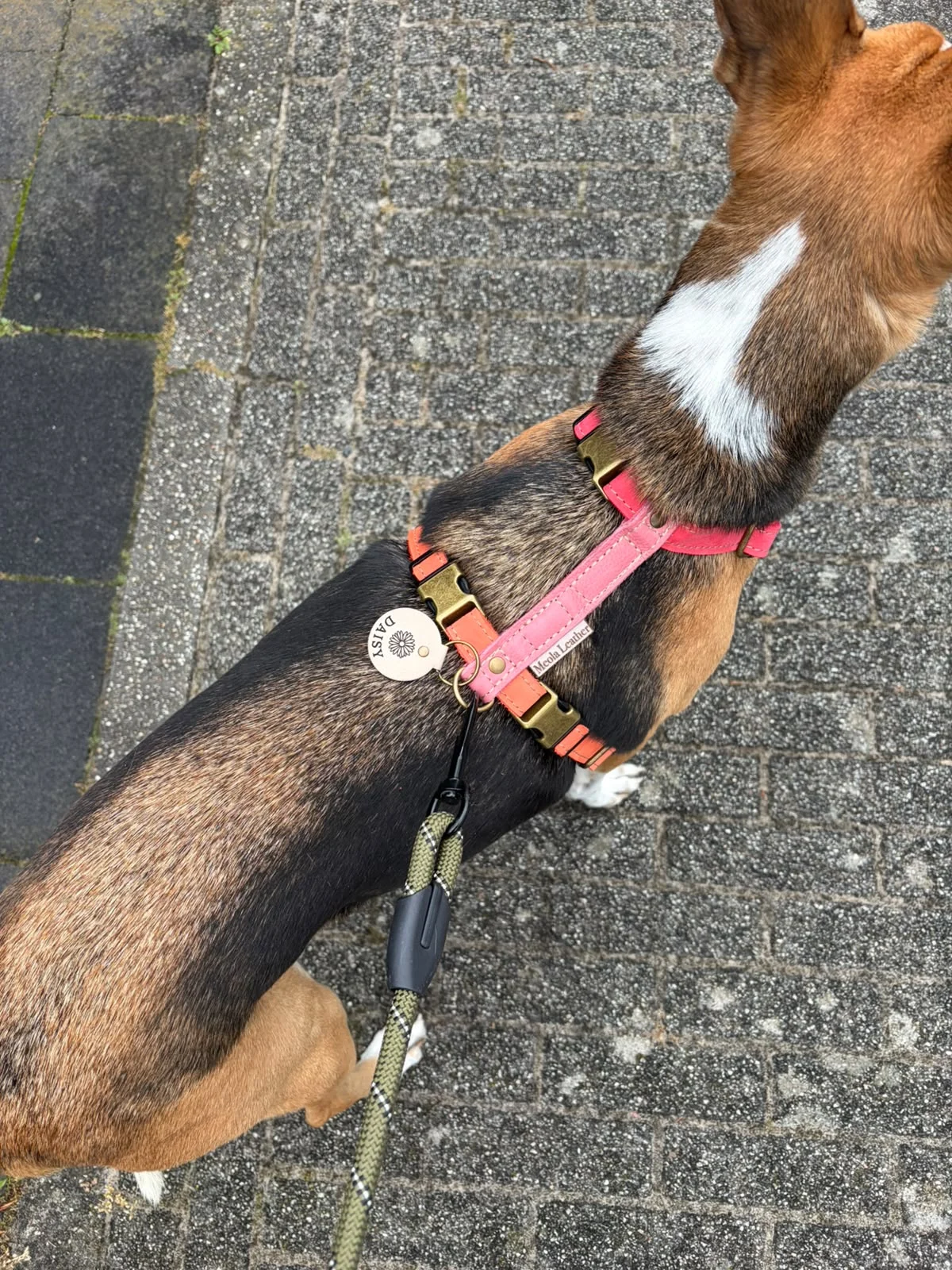 Meola Leather Dogs - 2