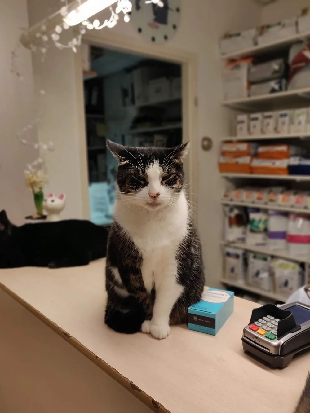 Mercator Kattenkliniek