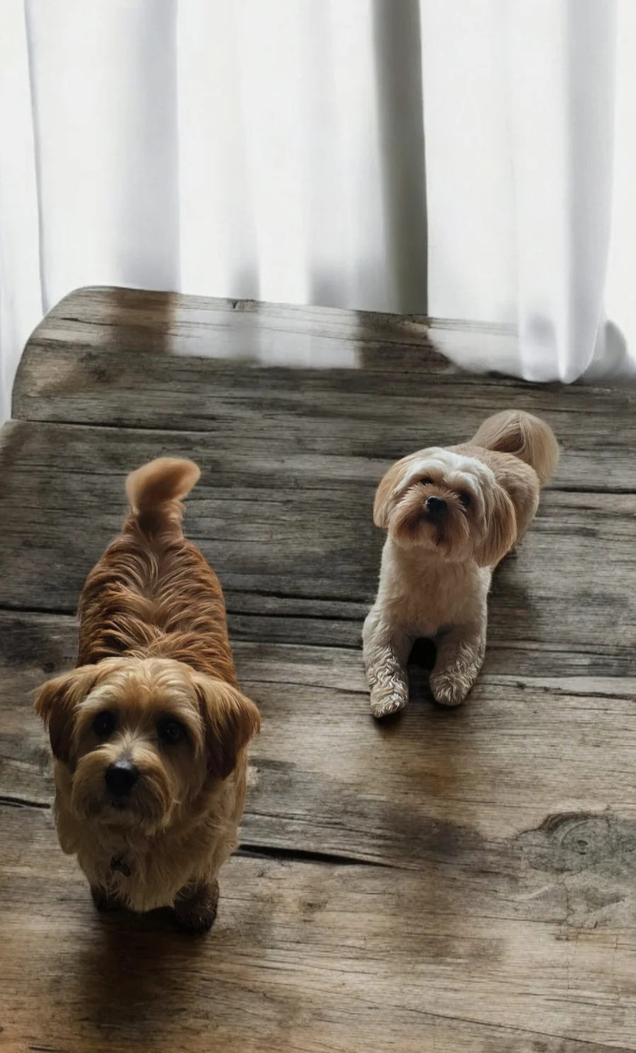MiraDogwalker