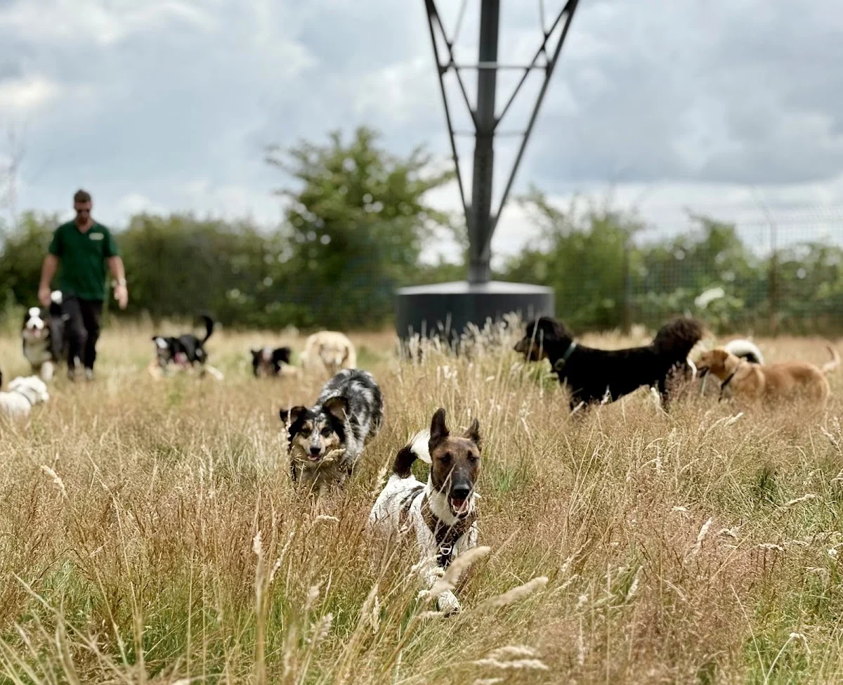 Monty’s Doggy Daycare