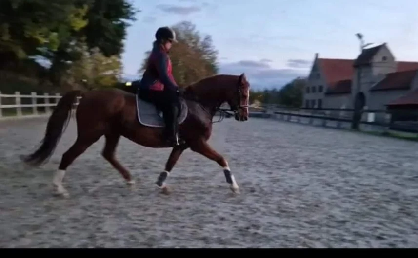 MT Equestrian Sport - 2