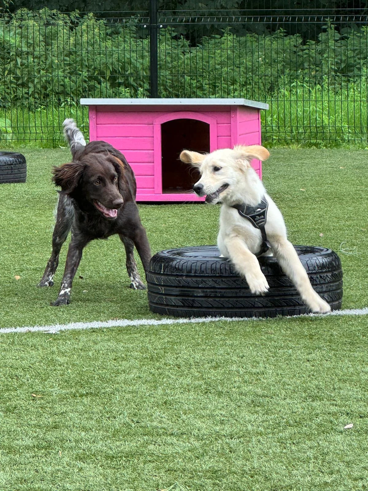 Oh MY Dog Rotterdam - 2