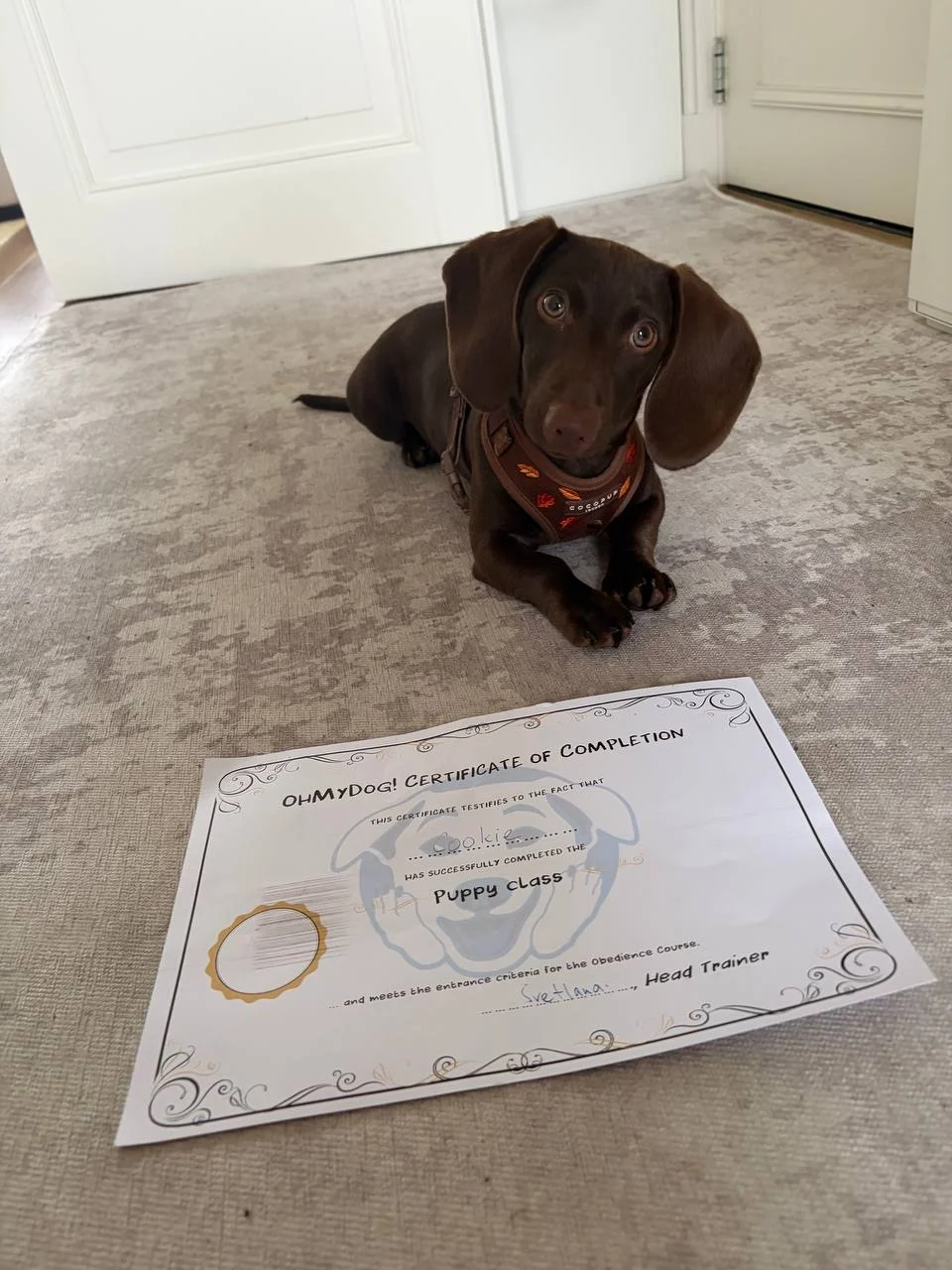 OhMyDog hondenkenniscentrum