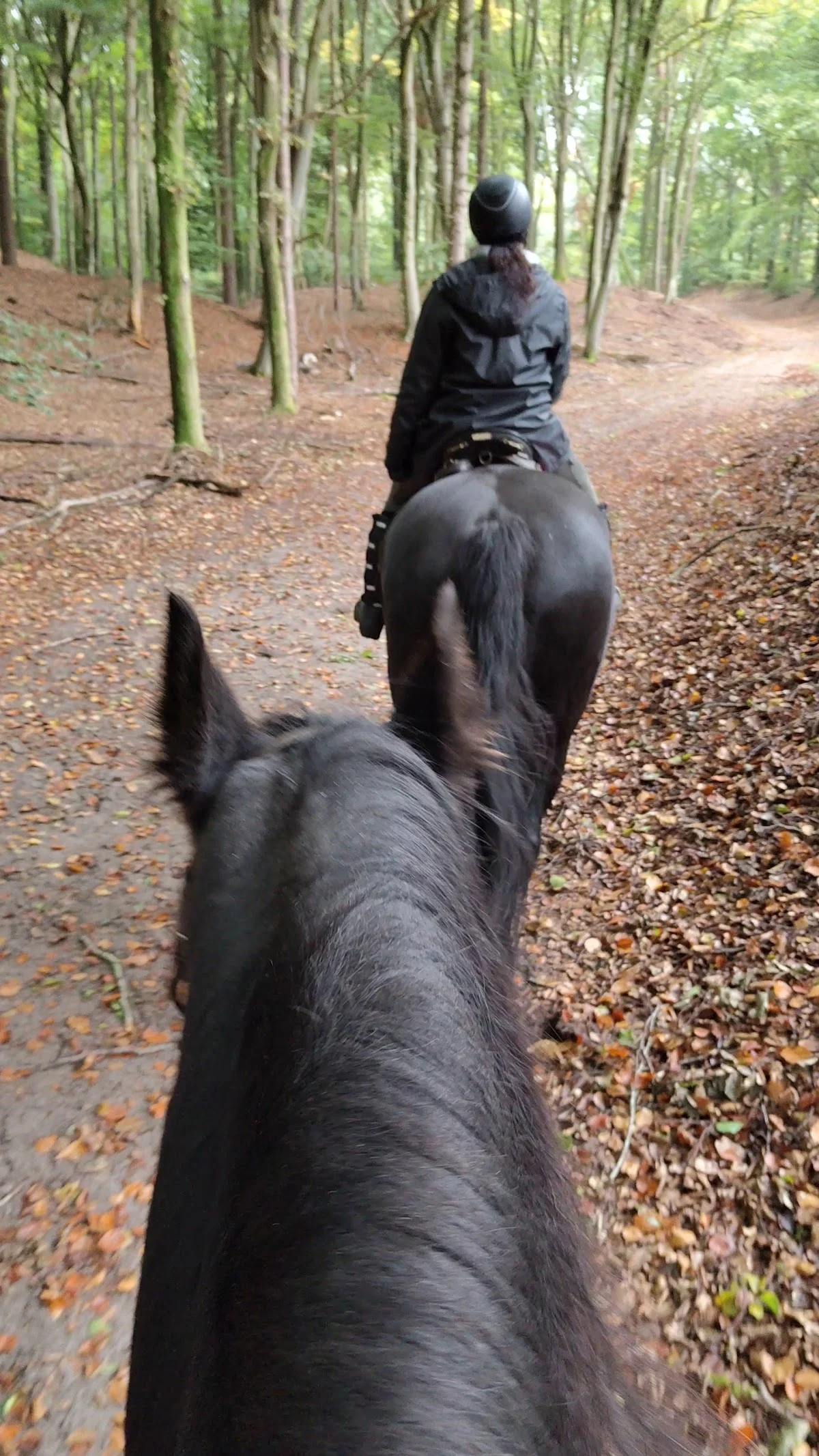 Paardencentrum "Drift 12"
