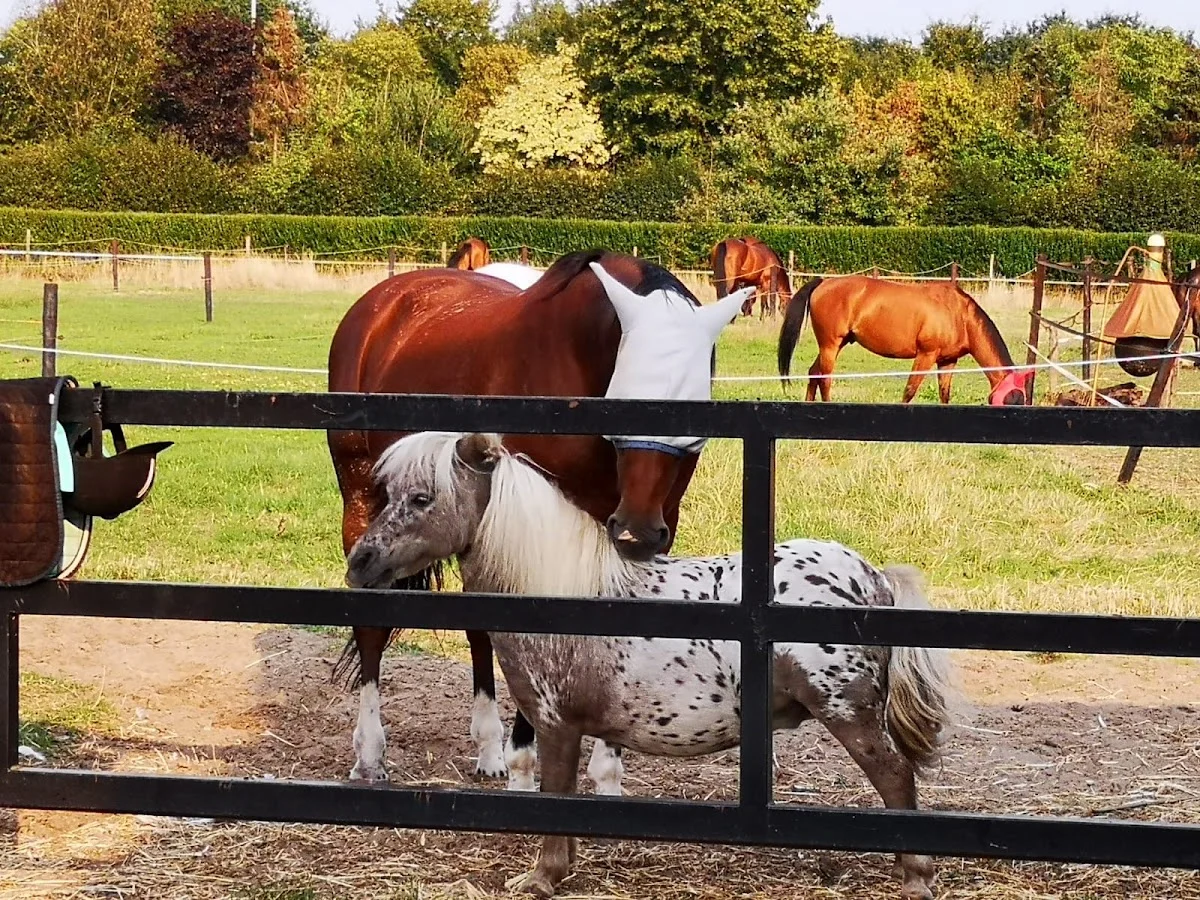 Paardenpension De Leyehoeve - Fokkerij Chess Arabians