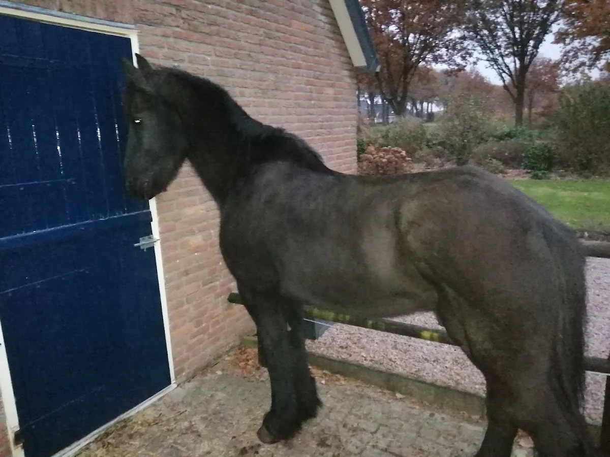 Paardenverzorging Emmen - 2
