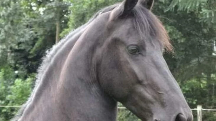 Paardenverzorging Emmen