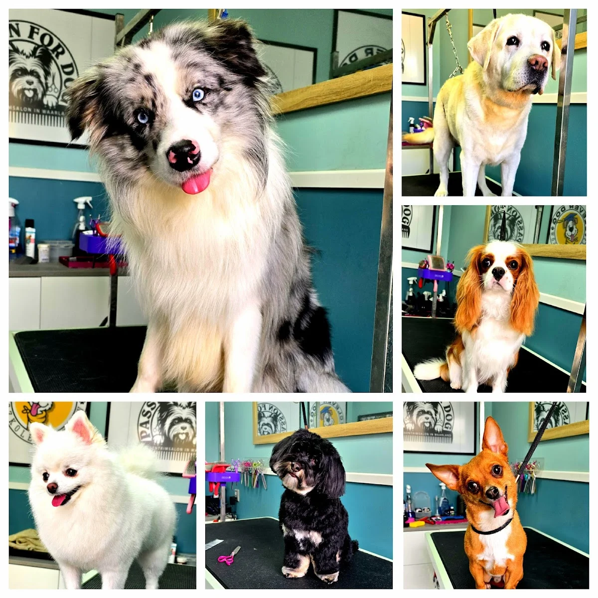 Passion for dog hondentrimsalon Waarland - 3