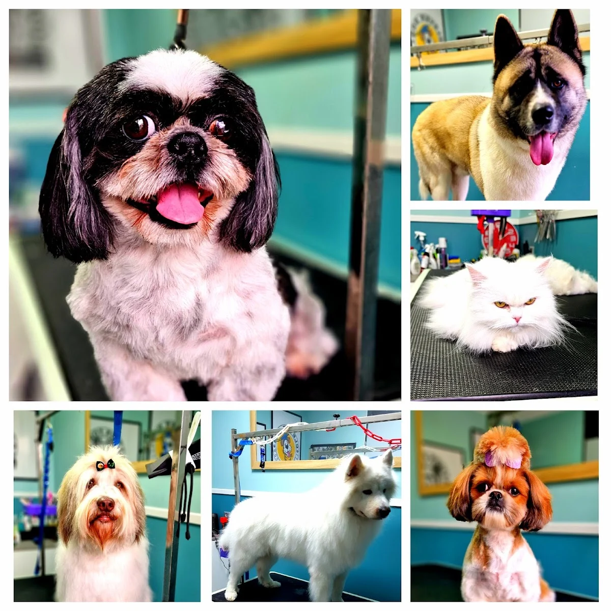 Passion for dog hondentrimsalon Waarland - 4
