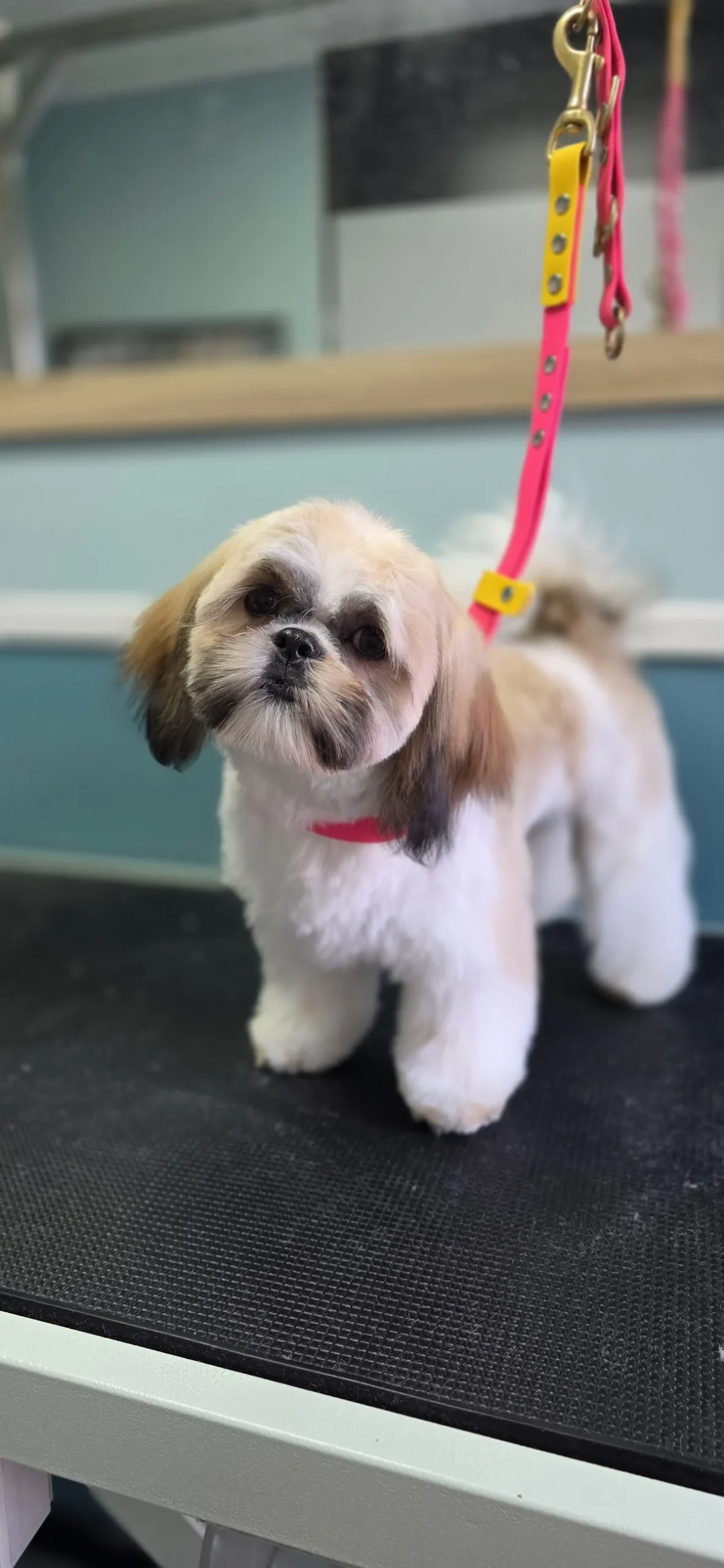 Passion for dog hondentrimsalon Waarland