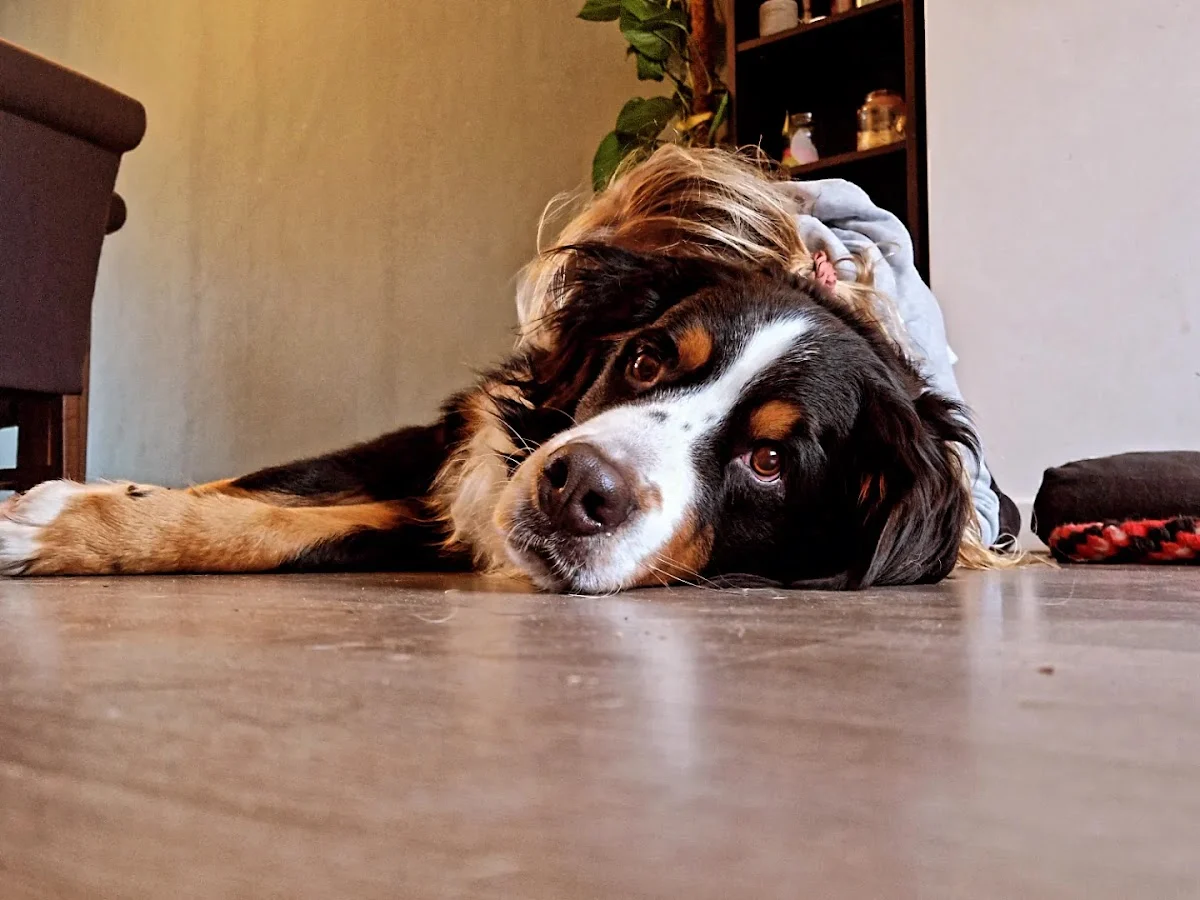 Pawfect Homestay - 2