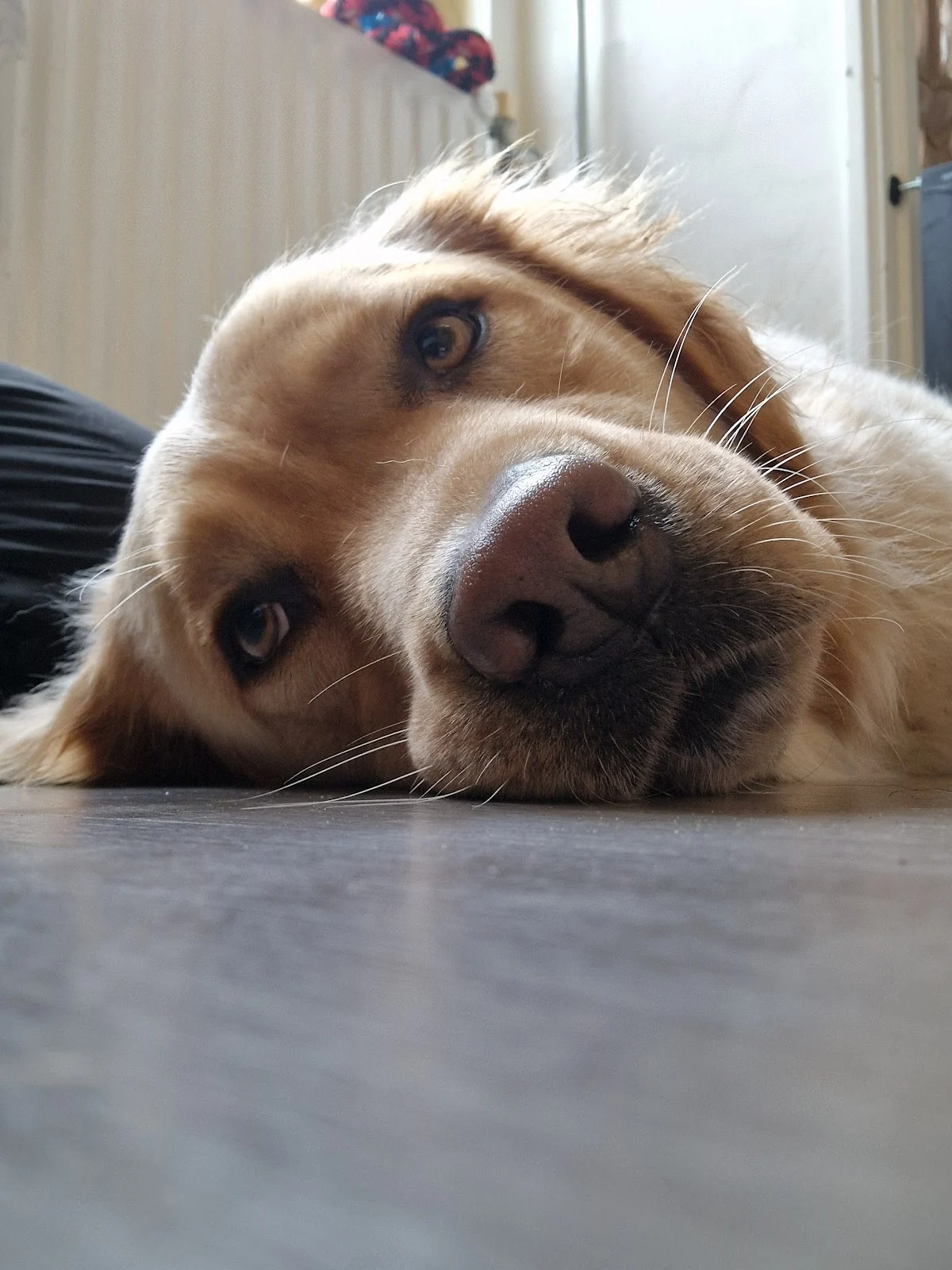 Pawfect Homestay