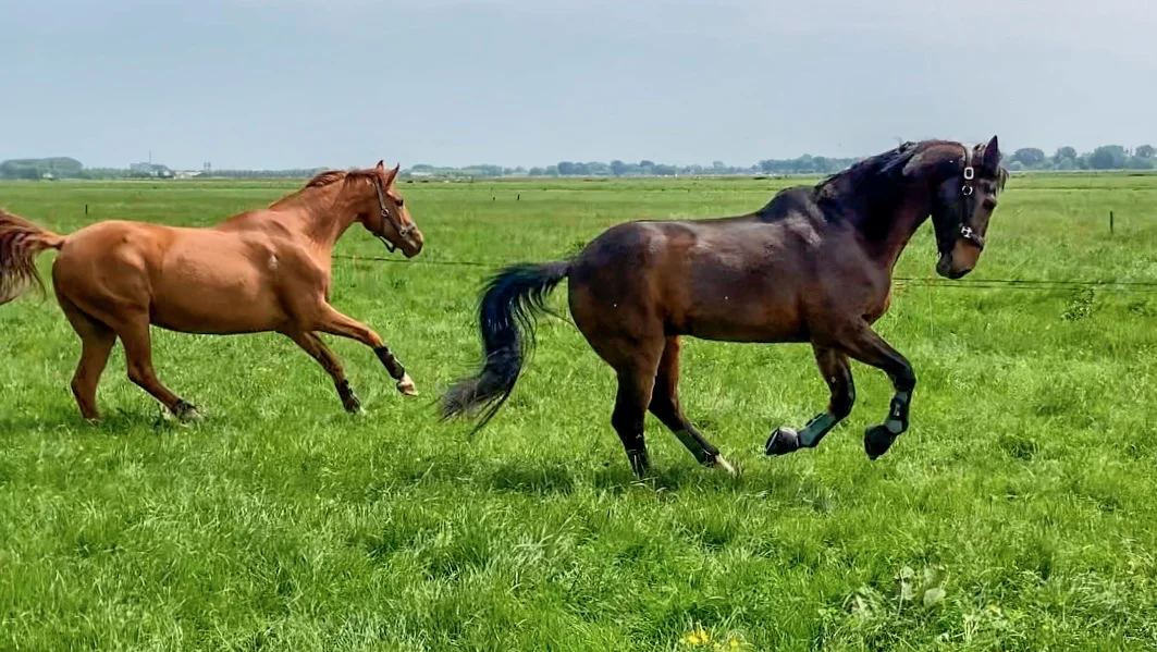 Pensionstal De Paardenstek
