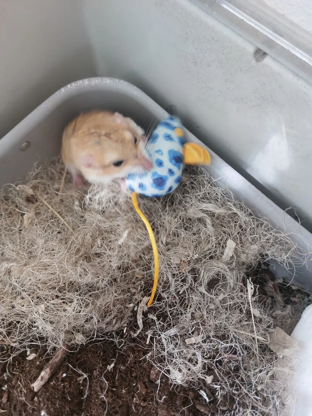 Pet-design