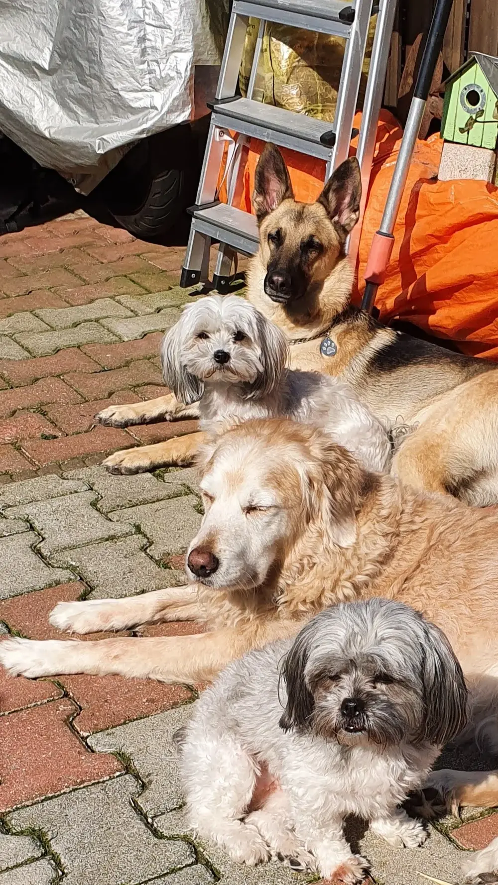 Petcare - 3