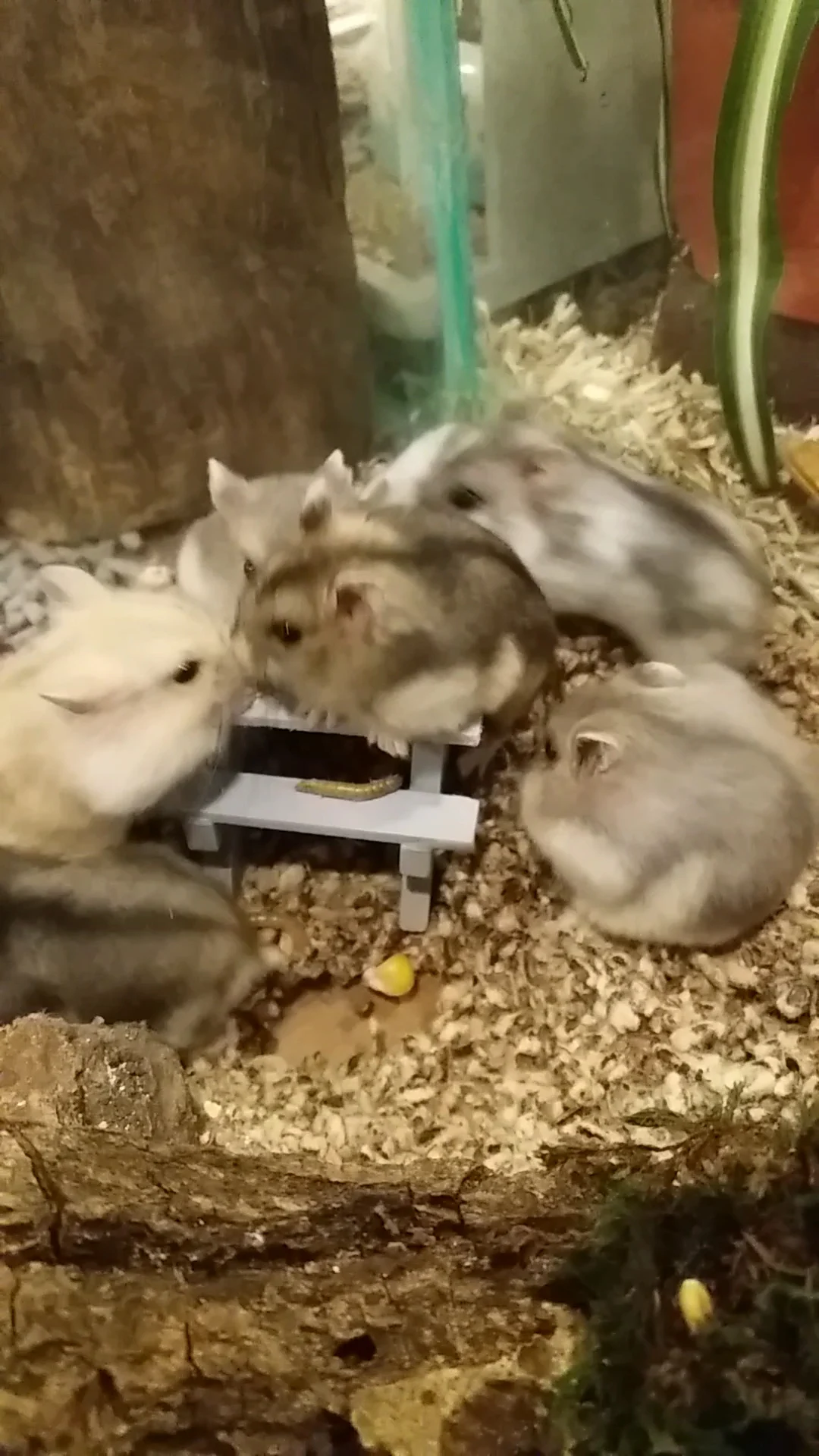Pets Place - 3