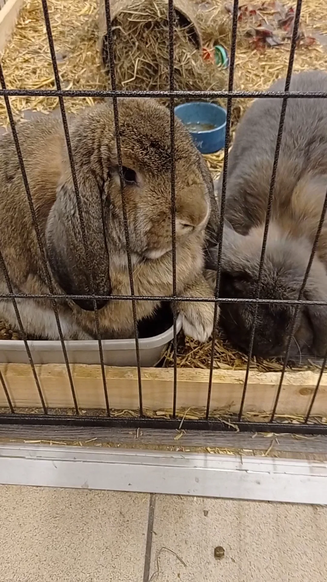 Pets Place - 3