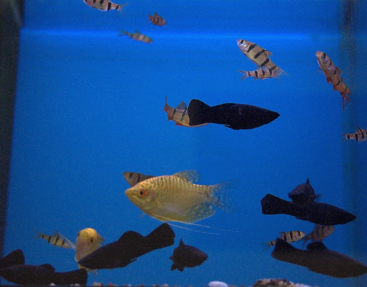 Pets Place - 3