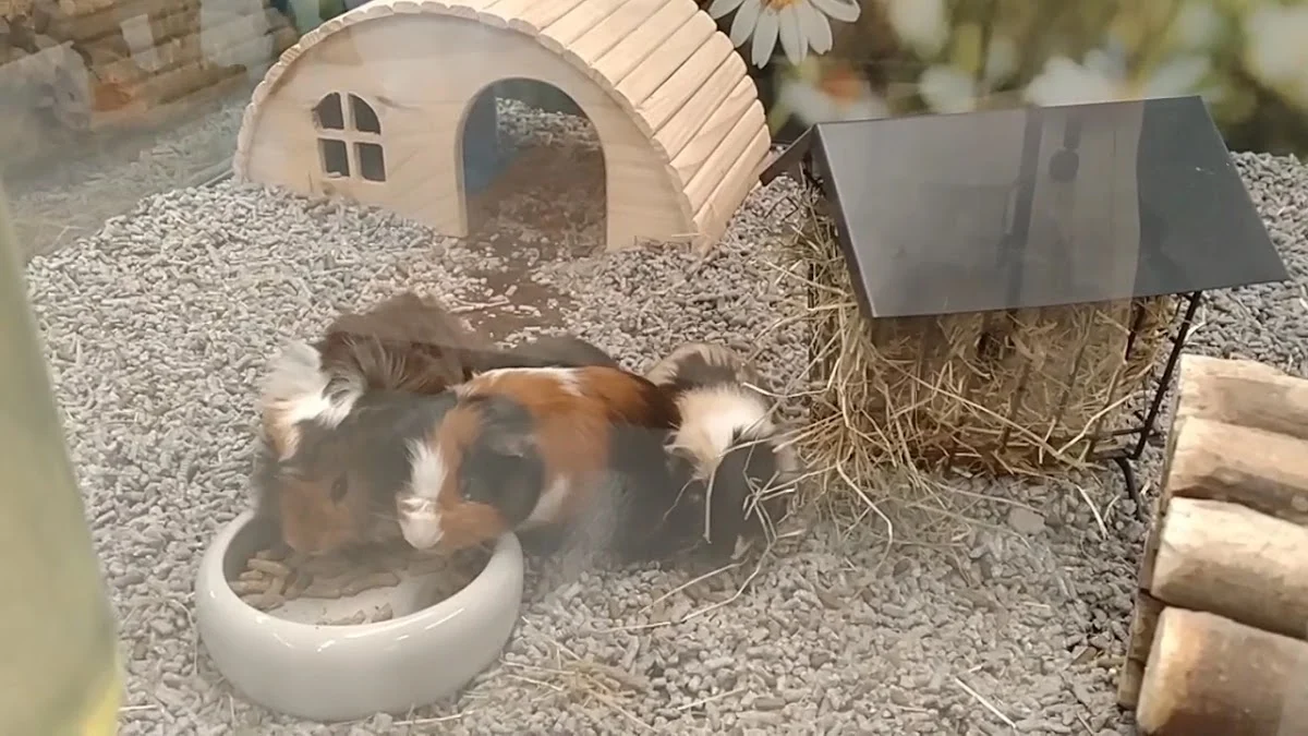 Pets Place The Wall - 3