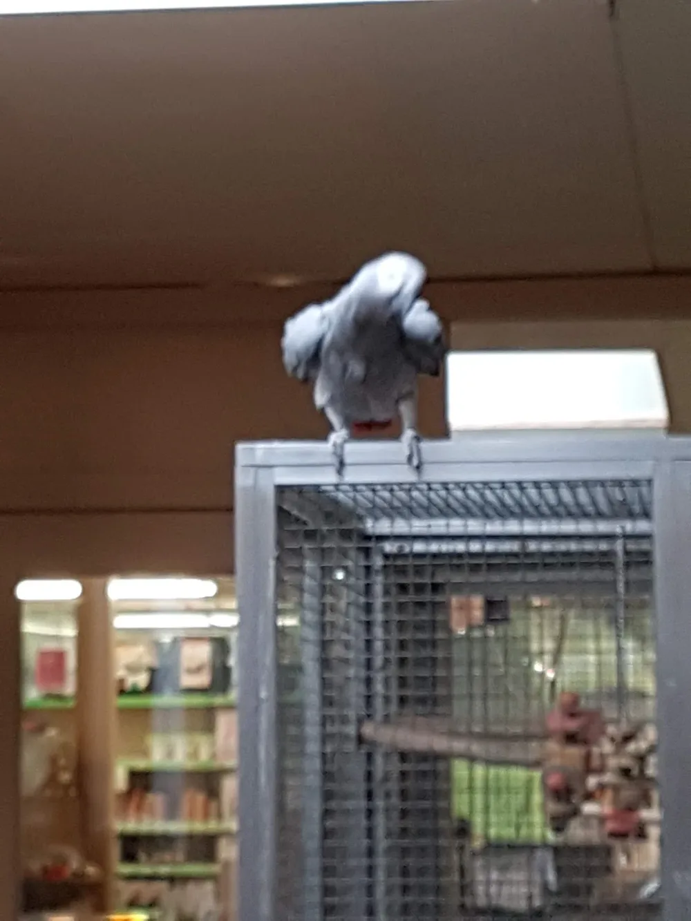 Pets&Co Baloeke dierenspeciaalzaak